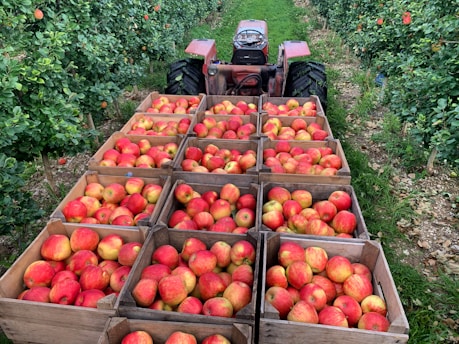 Wooden crates full of red and yellow apples are stacked on the back of a red tractor. The tractor is positioned between rows of lush green apple trees in an orchard.