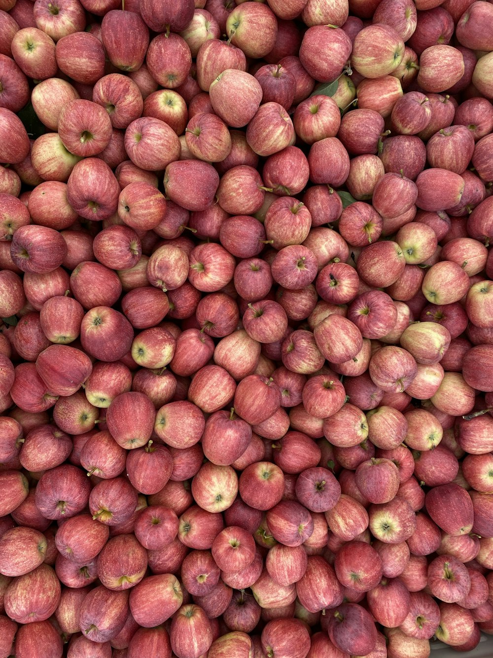 red and brown round fruits