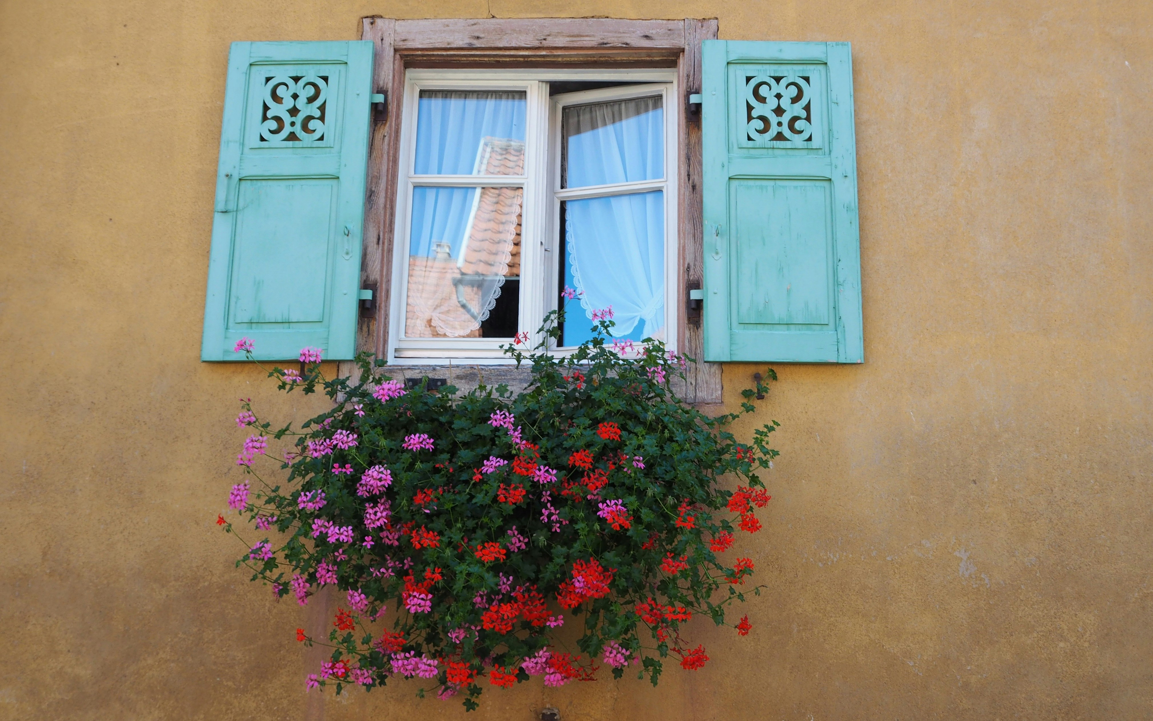 pink flowers on window during daytime