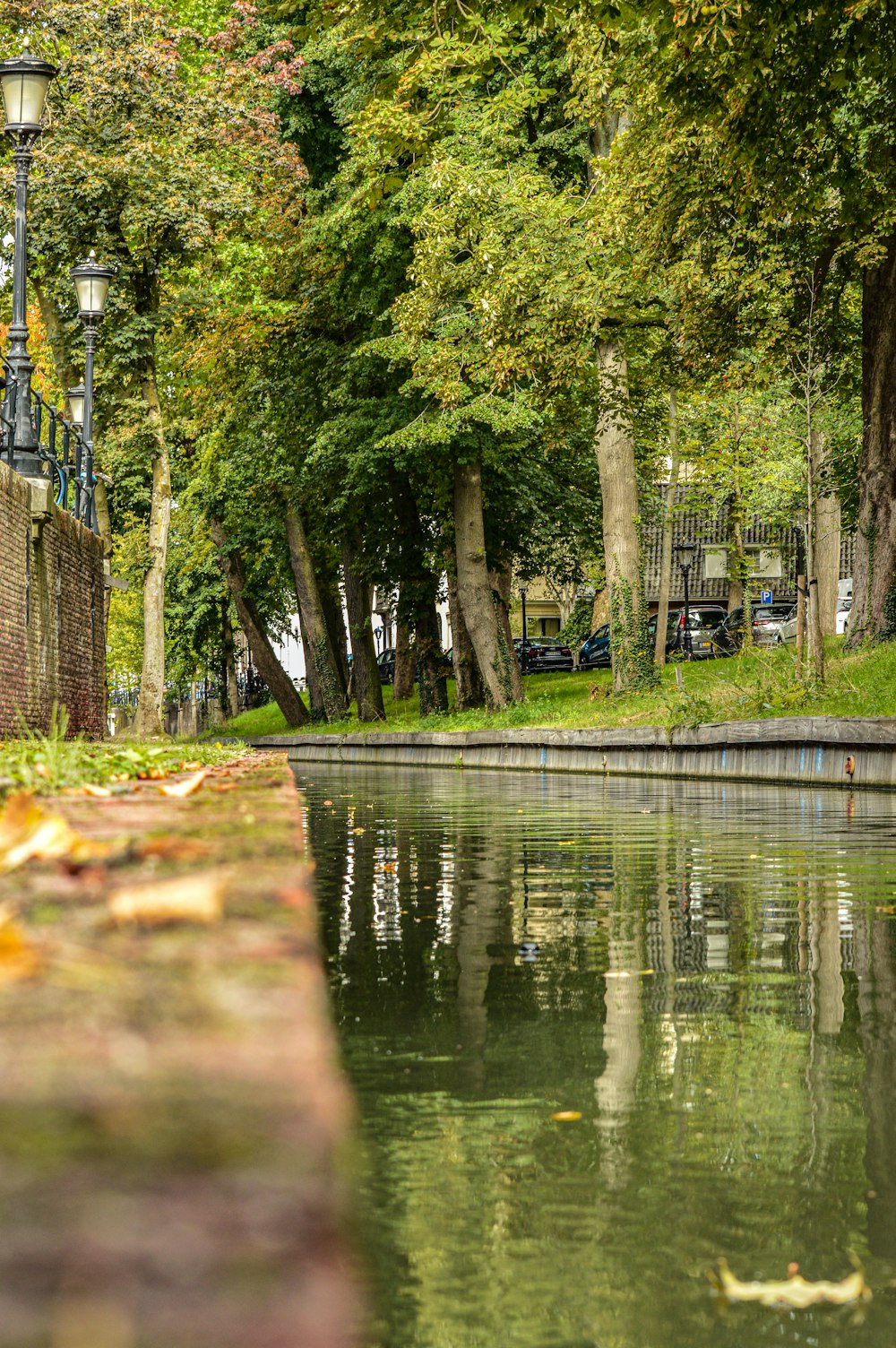 Grüne Bäume am Fluss während des Tages