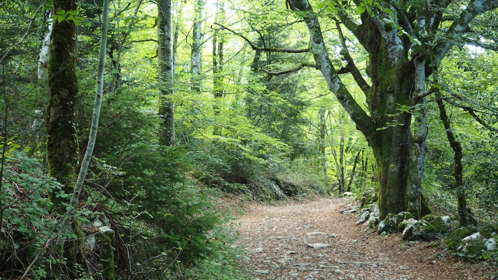 green trees on forest during daytime