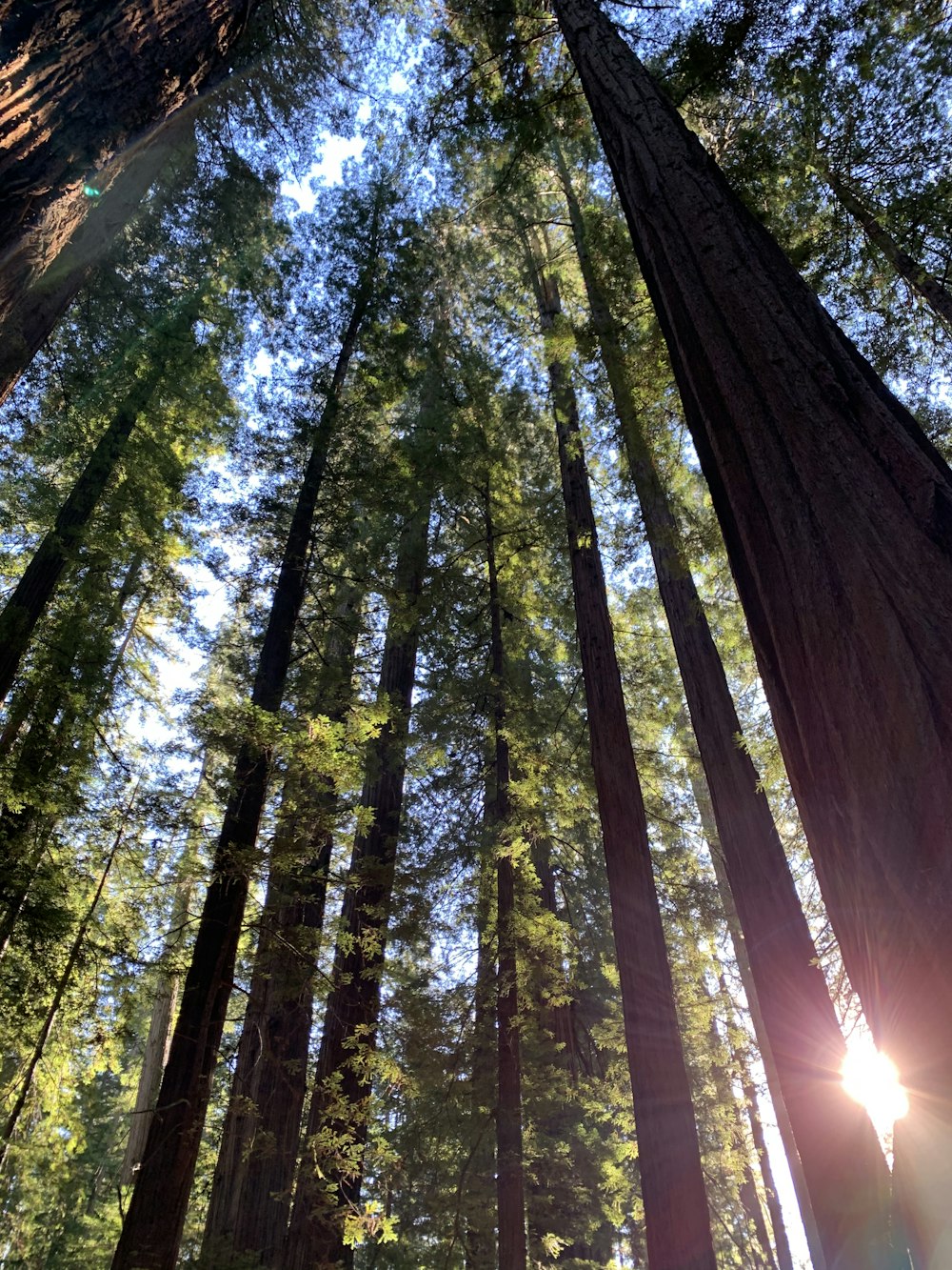 Fotografía de ángulo bajo de árboles durante el día