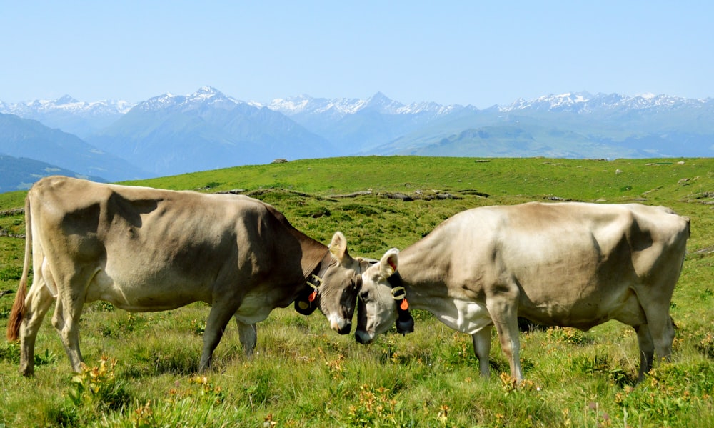 brown cow on green grass field during daytime