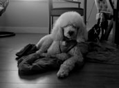 A poodle with a fluffy coat is lying on a blanket on a wooden floor. The room has a modern chair and a soft armchair in the background, next to a window allowing light to filter in.