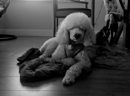 A poodle with a fluffy coat is lying on a blanket on a wooden floor. The room has a modern chair and a soft armchair in the background, next to a window allowing light to filter in.