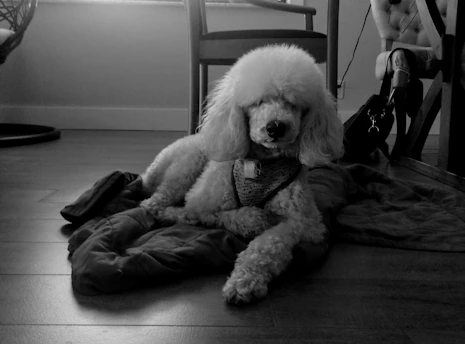 A warm living room with a happy mini poodle resting on a cozy blanket.