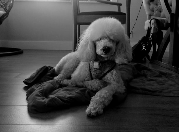 A relaxed poodle with a stylish haircut, resting comfortably on a soft towel.
