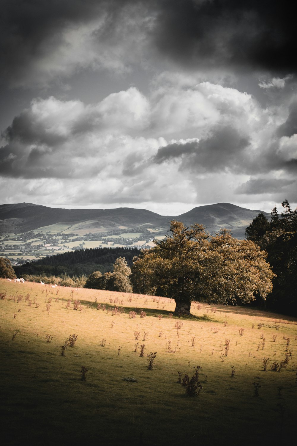 green trees and brown field under white clouds and blue sky during daytime