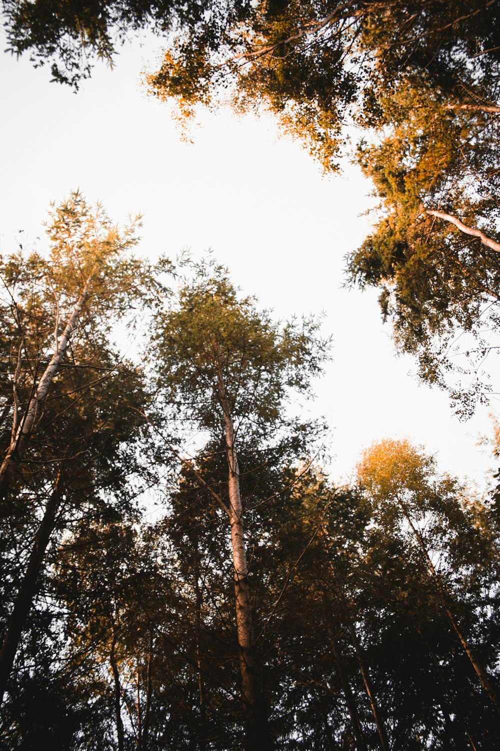 alberi verdi e marroni sotto il cielo bianco durante il giorno