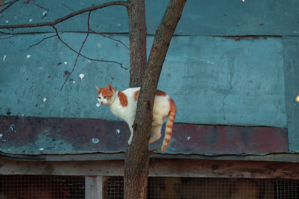 orange and white cat on tree branch