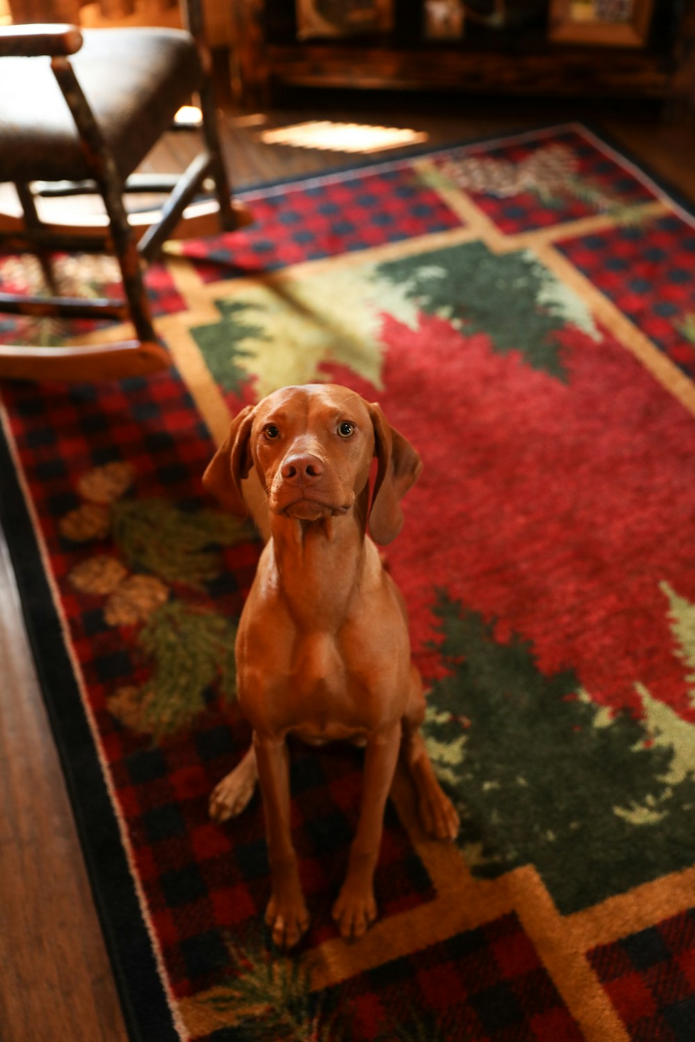 brown short coated dog on red and green area rug