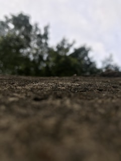 green trees under white sky during daytime