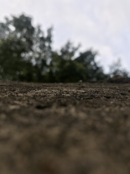 green trees under white sky during daytime
