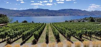 A scenic vineyard with long rows of grapevines stretches toward a large body of water, with mountains in the background under a sky dotted with fluffy clouds. The vineyard appears lush and well-maintained, with patches of grass between the rows.