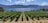 A scenic vineyard with long rows of grapevines stretches toward a large body of water, with mountains in the background under a sky dotted with fluffy clouds. The vineyard appears lush and well-maintained, with patches of grass between the rows.