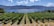 A scenic vineyard with long rows of grapevines stretches toward a large body of water, with mountains in the background under a sky dotted with fluffy clouds. The vineyard appears lush and well-maintained, with patches of grass between the rows.
