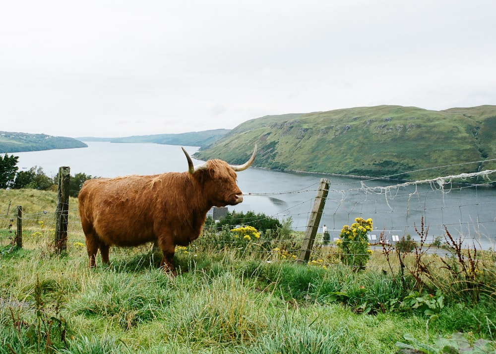 brown cow on green grass field near body of water during daytime