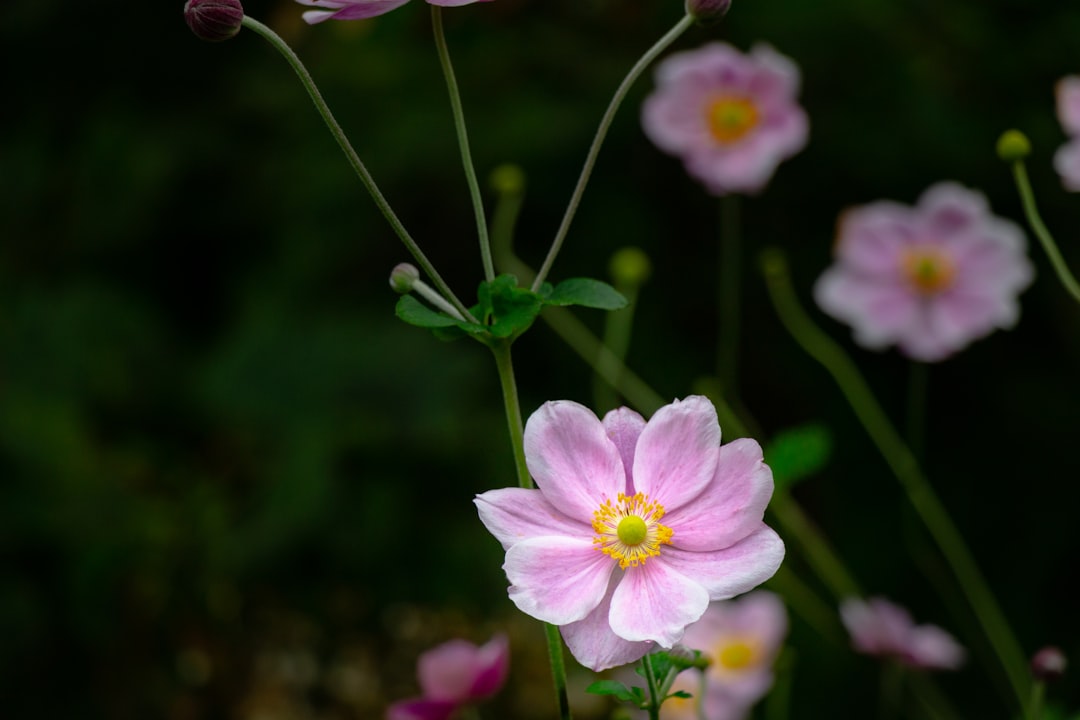 pink flower in tilt shift lens