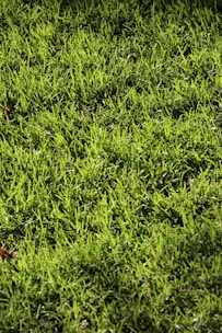 green grass field during daytime
