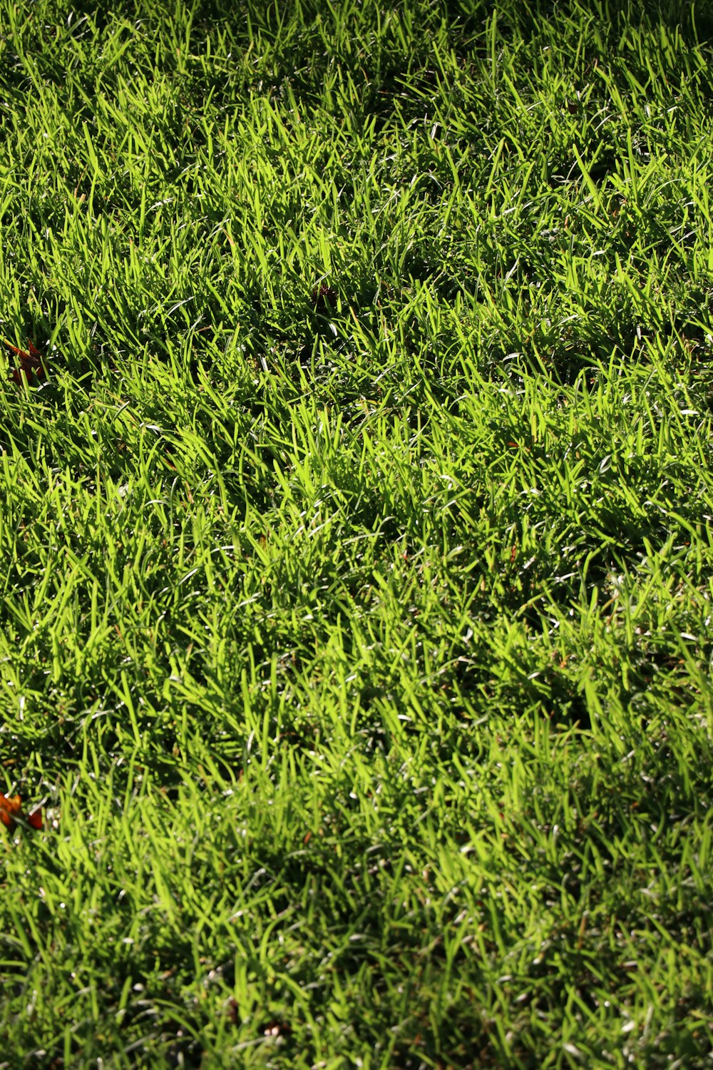 green grass field during daytime