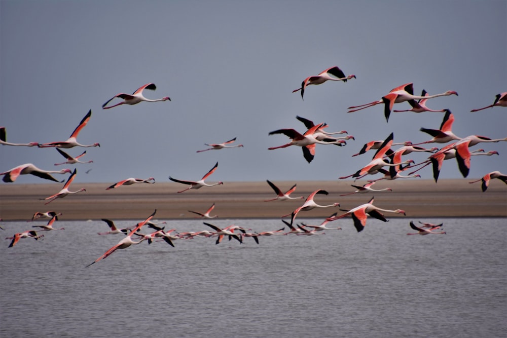 flock of birds flying over the sea during daytime