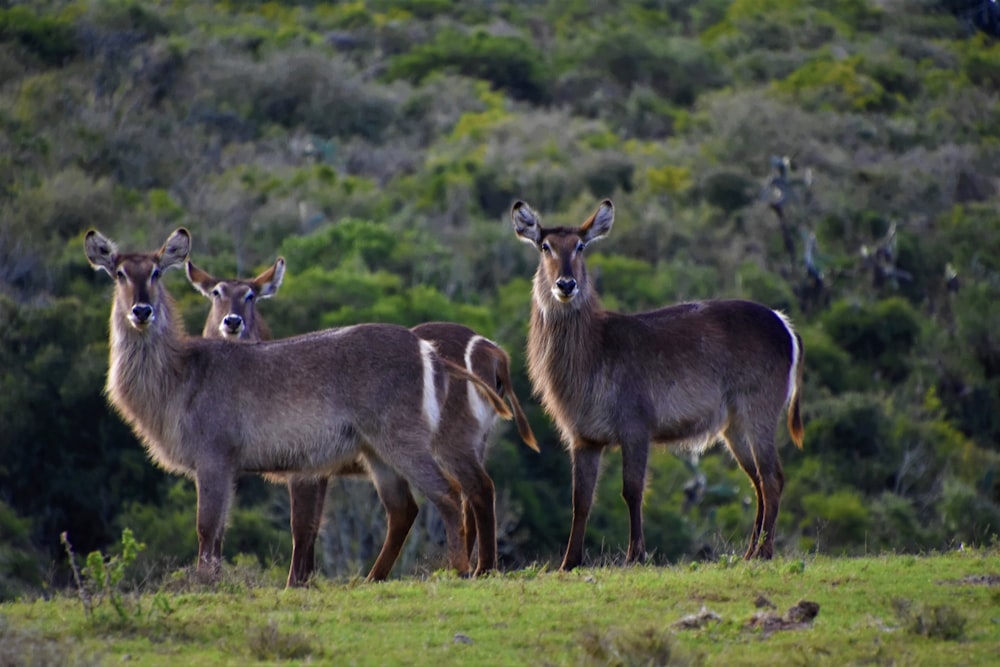 brown deer on green grass field during daytime