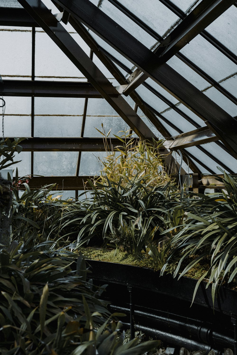 green and yellow plant in greenhouse