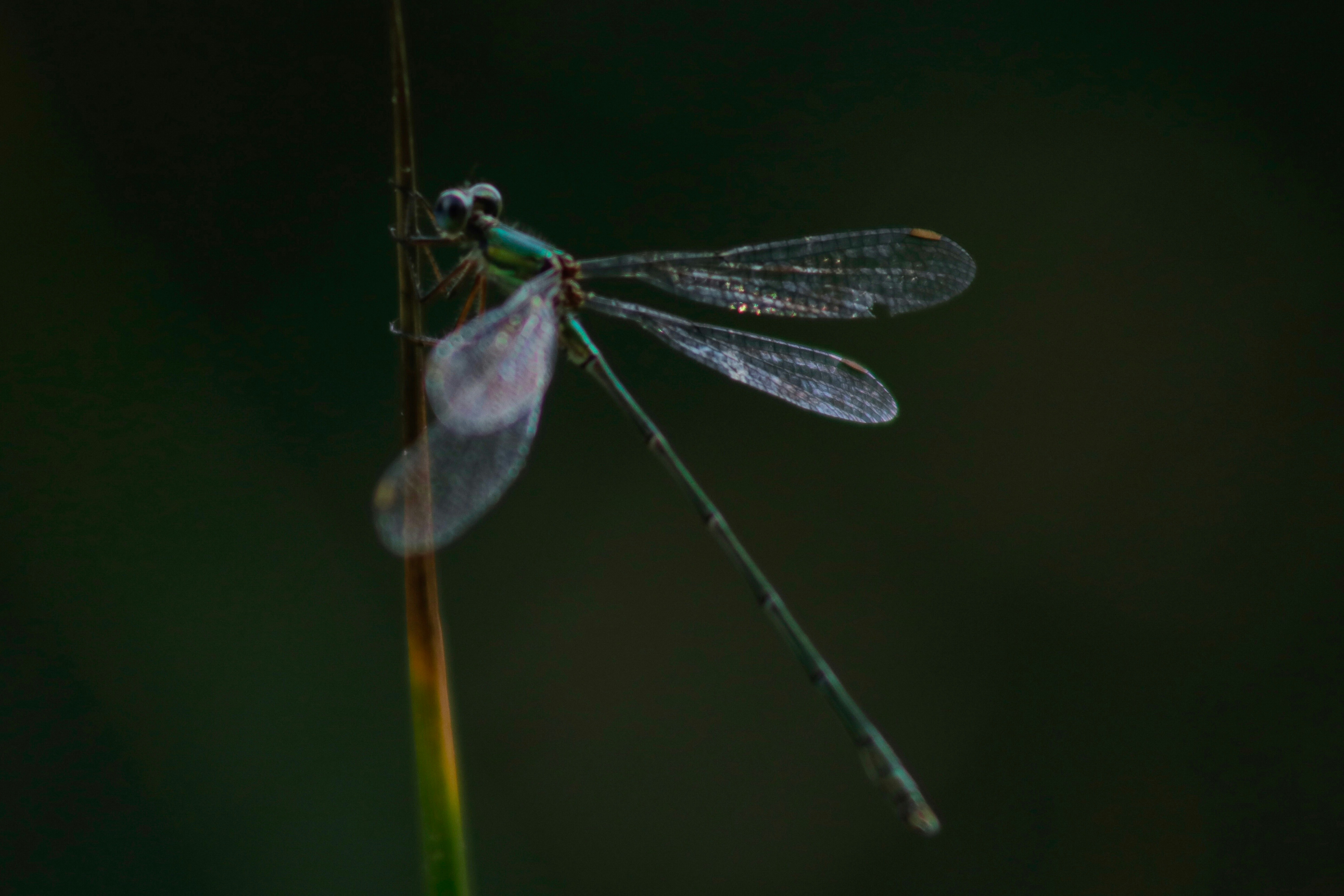 Photo by raphael_peillon