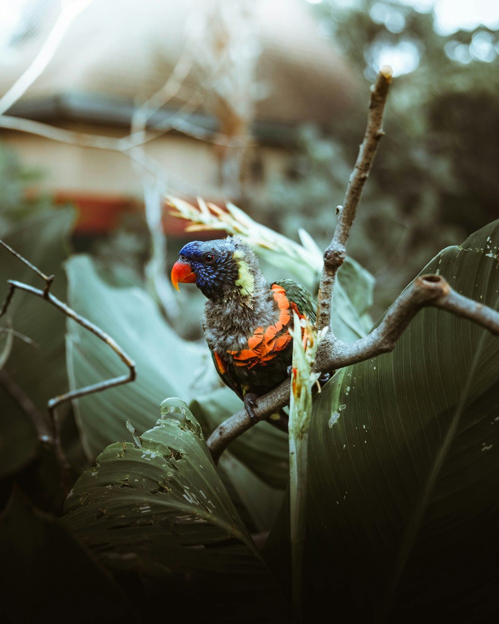 red yellow and blue bird on tree branch