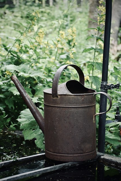 Watering Your Container Plants: How Much Is Too Much? — step-by-step visual example