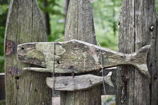 green moss on brown wooden fence
