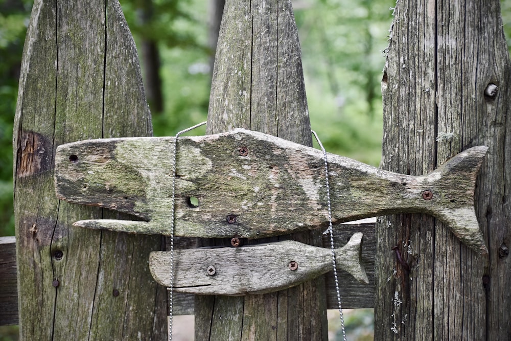 green moss on brown wooden fence