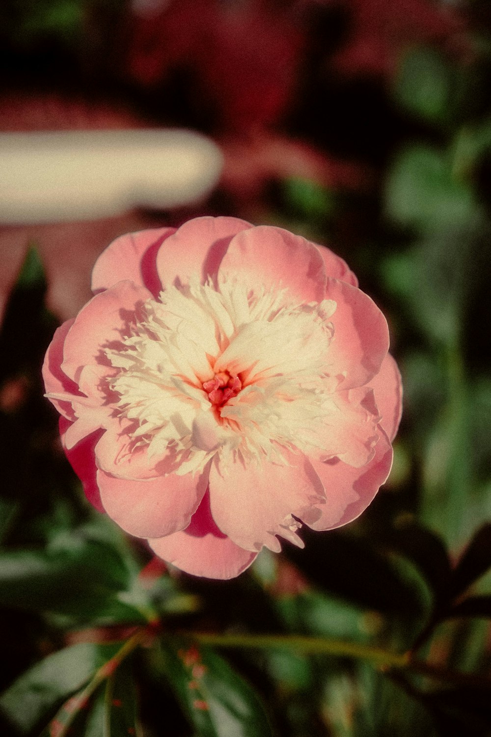 pink flower in tilt shift lens