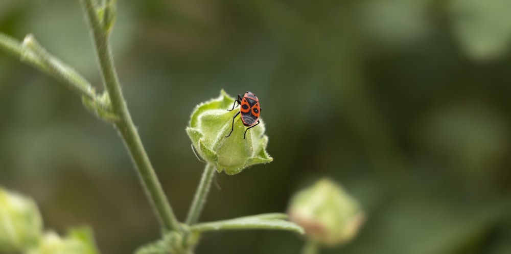 red and black ladybug on green leaf in close up photography during daytime