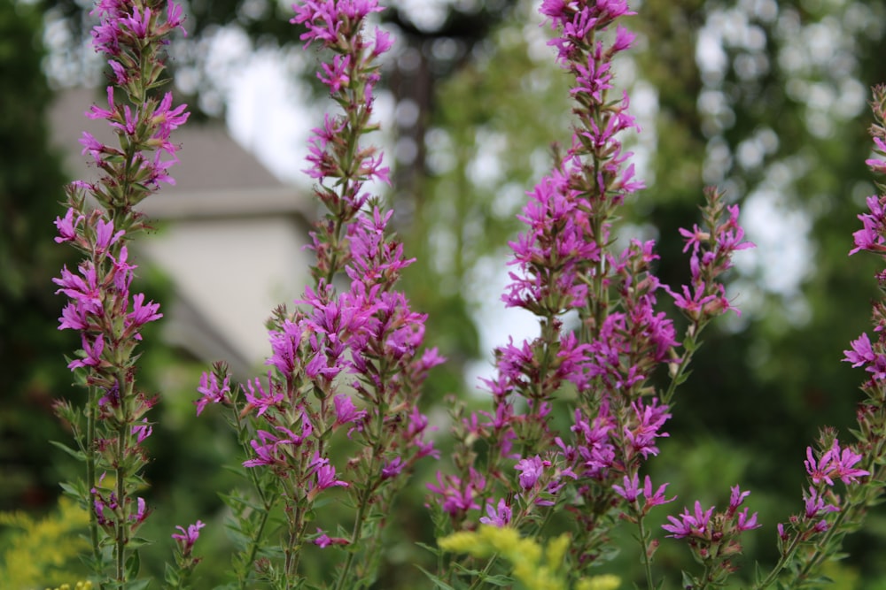 purple flowers in tilt shift lens