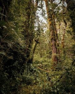 green and brown trees during daytime
