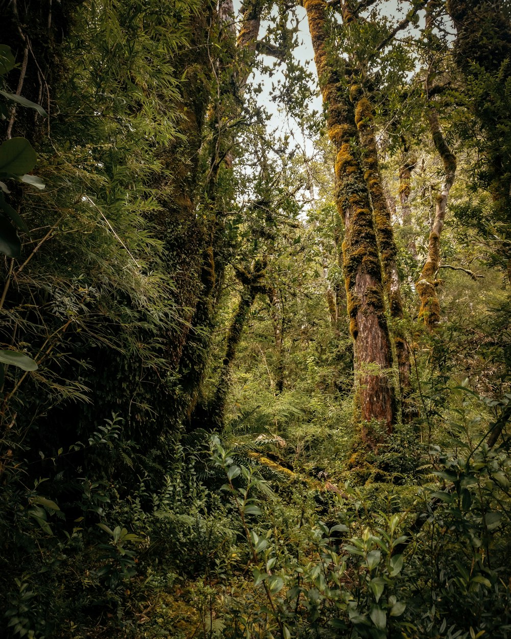 green and brown trees during daytime