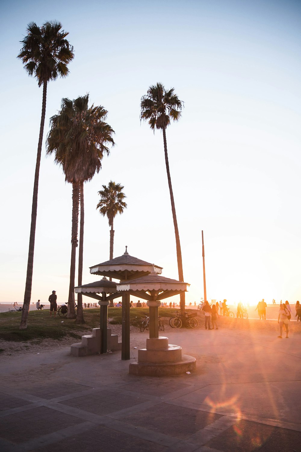 silhouette of palm trees during sunset