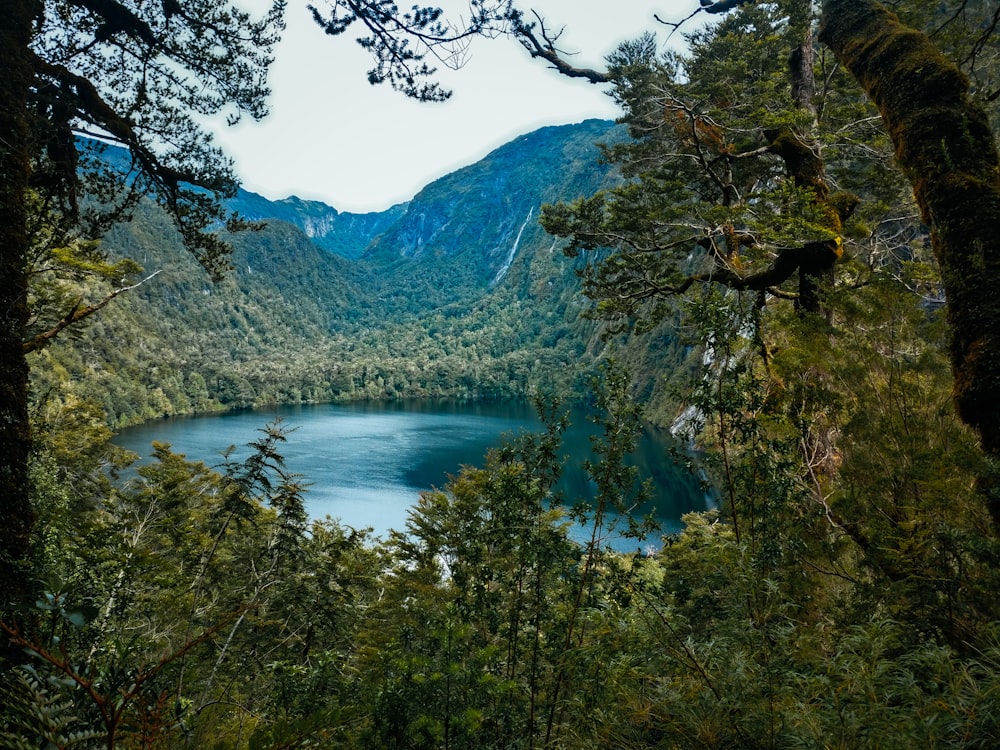 green trees near lake during daytime