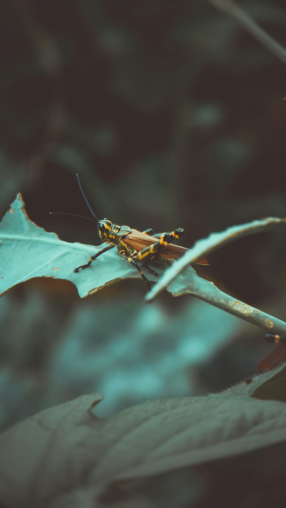 brown and black grasshopper perched on green leaf in close up photography during daytime