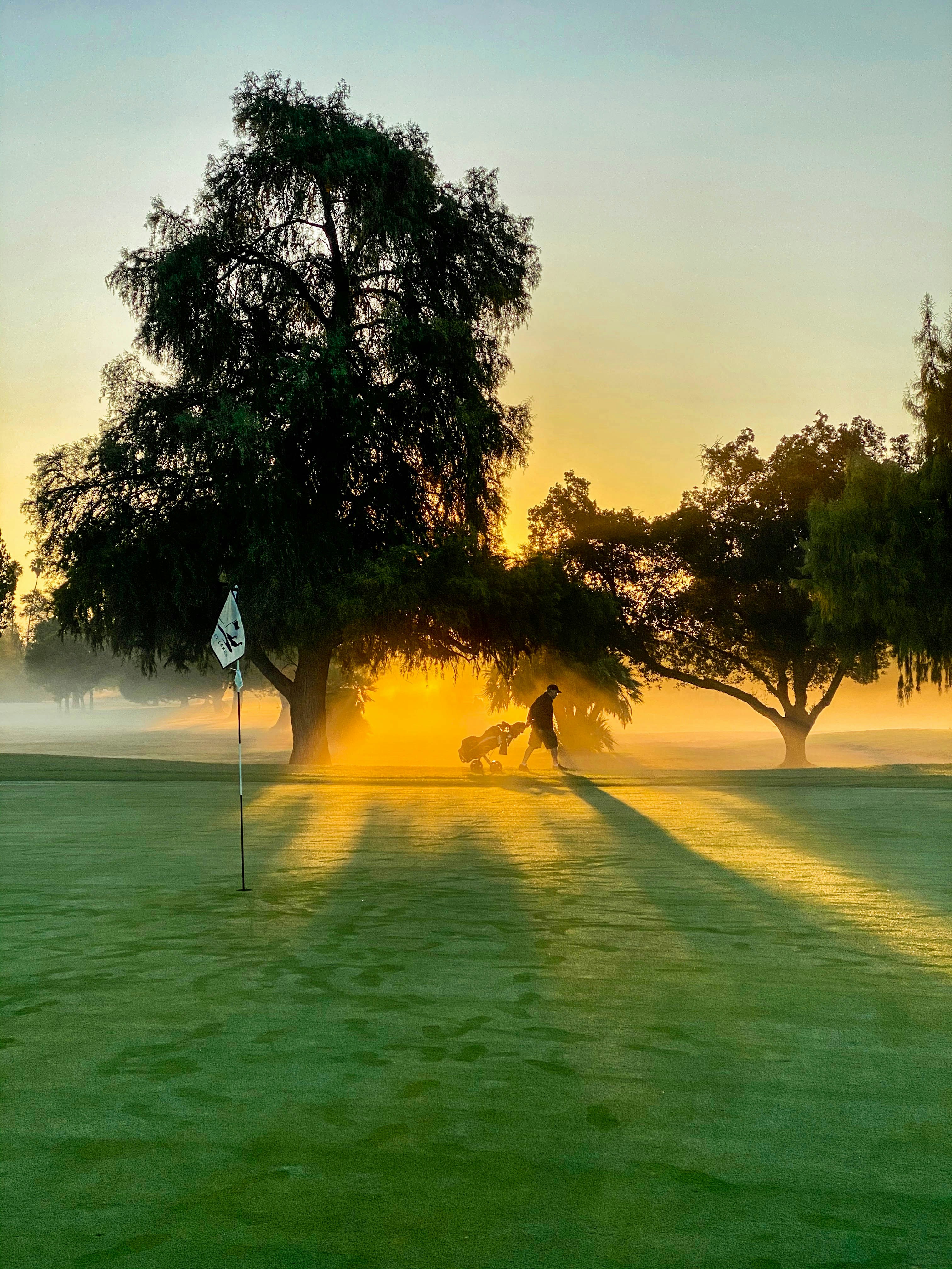 Grüne Bäume auf grünem Grasfeld tagsüber