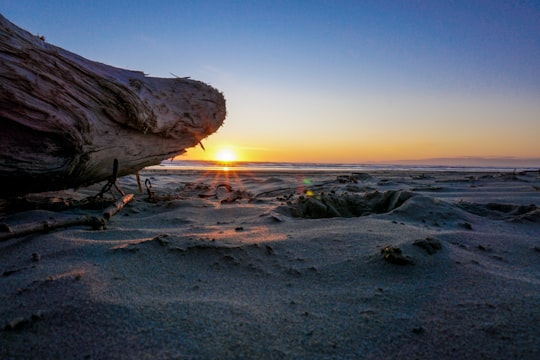 brown rock formation on beach during sunset in Oreti Beach New Zealand