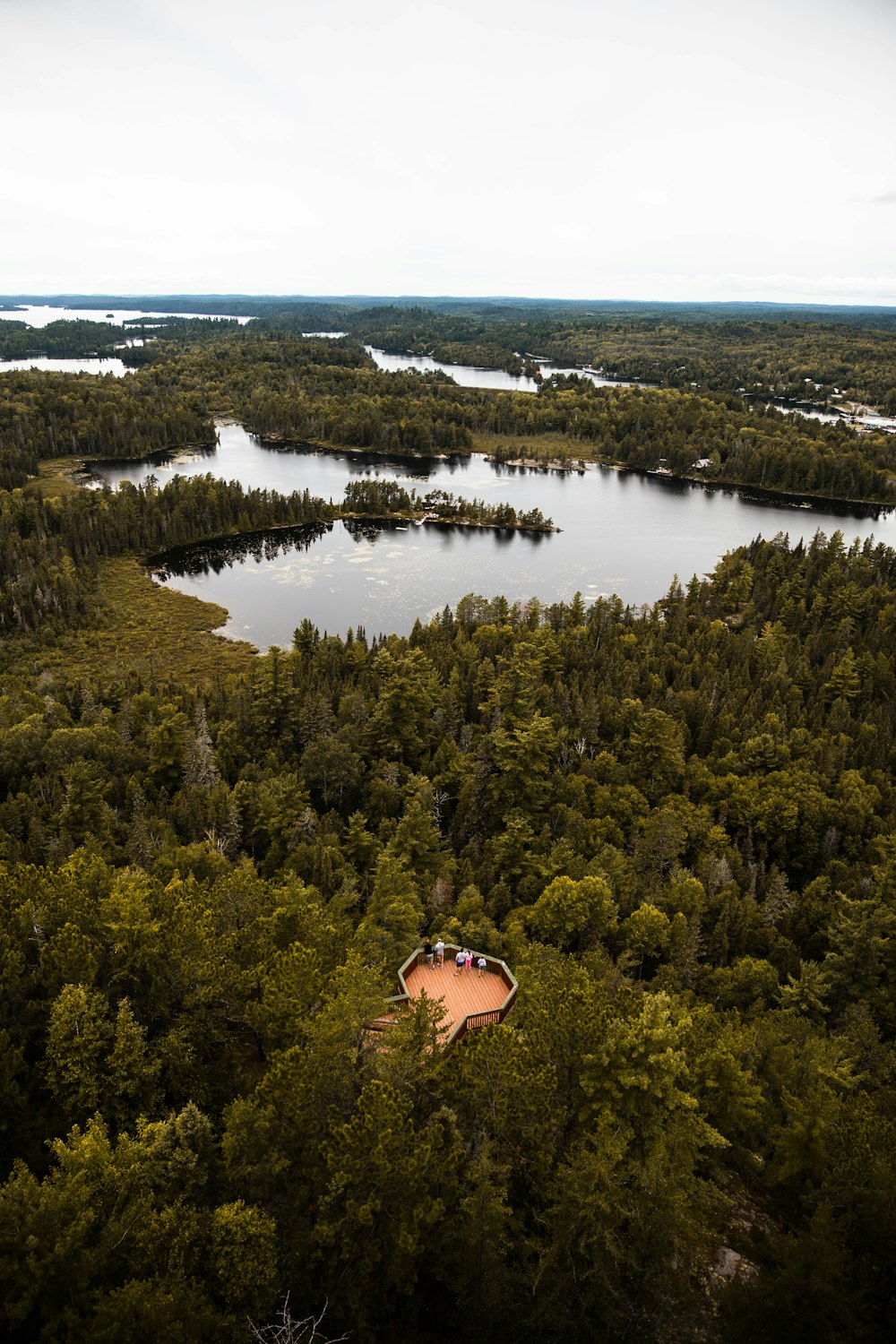 green trees near body of water during daytime