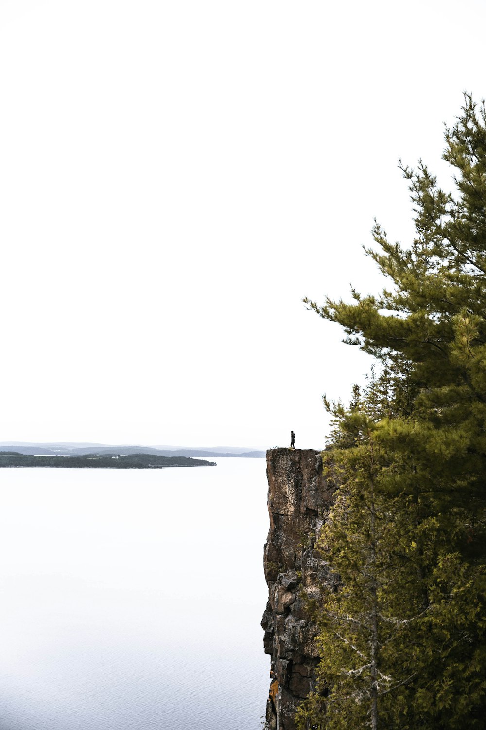 green trees beside body of water during daytime