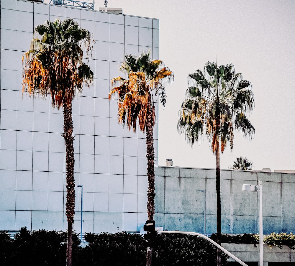 palm trees near white building