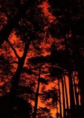 silhouette of trees during sunset