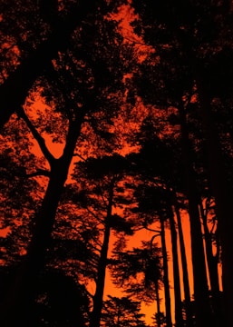 silhouette of trees during sunset