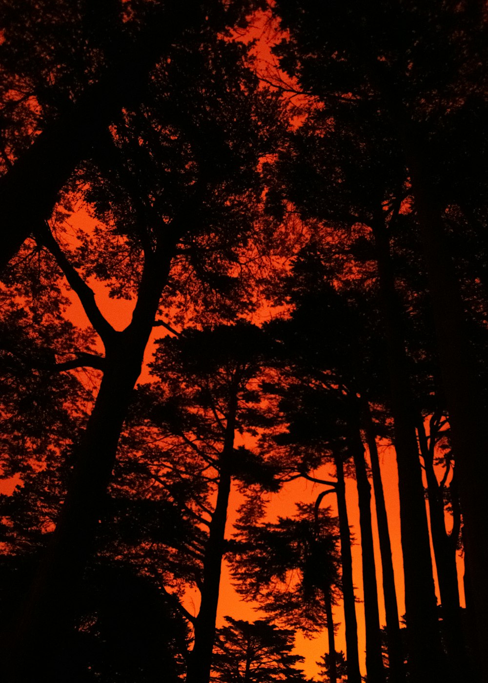 Silueta de árboles durante la puesta del sol