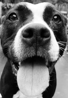 A close-up of a schnauzer's face, showcasing its playful and friendly expression.