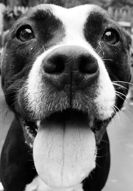 A close-up of a personalized photo mug showcasing a pet’s playful expression